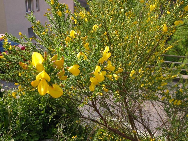 Erscheinungsbild: bis 3 m hoher, sommergrüner Rutenstrauch mit vielen, immergrünen Zweigen und nur dünnem Stamm
Blüte: zahlreiche goldgelbe Einzelblüten; blüht Mai-Juni
Frucht: zuerst grüne, danach bräunlich-violette bis schwarze Hülsenfrucht; August-Oktober; bei trockenem Wetter platzen die reifen Hülsen unter auffallendem Knacken
Standortansprüche: wärmeliebende Art; Lichtpflanze; bevorzugt sonnige Standorte mit eher trockenen, kalkarmen Sand- und Lehmöden; reagiert empfindlich auf Staunässe und Frost
Pflanzorte im Garten: in sonnigen Wildhecken und Strauchgruppen (v. a. am Rand), als Einzelstrauch; auch für grössere Pflanzkübel geeignet; als Rohboden-Pionier (Stickstoffsammler über Wurzelknöllchen) und Bodenfestiger (Tiefwurzler) gut für Böschungen geeignet
Wert für Tiere: Blätter: Raupennahrung, Nahrung für Säugetiere; Blüten: Pollen für Wildbienen, Hummeln, Ameisen