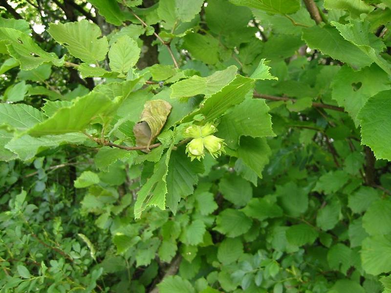 Erscheinungsbild: bis 6 m hoher, breit aufrecht wachsender, sommergrüner Wildstrauch, seltener bis 9 m hoher Baum
Blüte: männliche Blüten bis fingerlange, walzige, grünliche, stark staubende Kätzchen, weibliche Blüten unscheinbar; Februar-April
Frucht: Haselnüsse zuerst bleichgrün, reif hell- bis rostbraun; August-Oktober
Standortansprüche: besiedelt ein weites Standortspektrum; Licht- bis Halbschattenpflanze; bevorzugt frische nährstoff- und basenreiche, humose Lehmböden, kommt aber auch auf Steinböden vor; ist sehr schattenverträglich
Pflanzorte im Garten: in Wildhecken und Strauchgruppen, als Einzelstrauch, im Unterstand von Baumgruppen; gut geeignet zur Böschungs- und Hangbefestigung; als sehr konkurrenzkräftige und sich leicht spontan ansiedelnde Art eher zurückhaltend pflanzen
Wert für Tiere: Blüten: Nektar für Wildbienen; Blätter: Nahrung für Käfer, Raupen; junge Triebe: Nahrung für Käfer; Früchte: Nahrung für Käfer, Vögel, Säugetiere