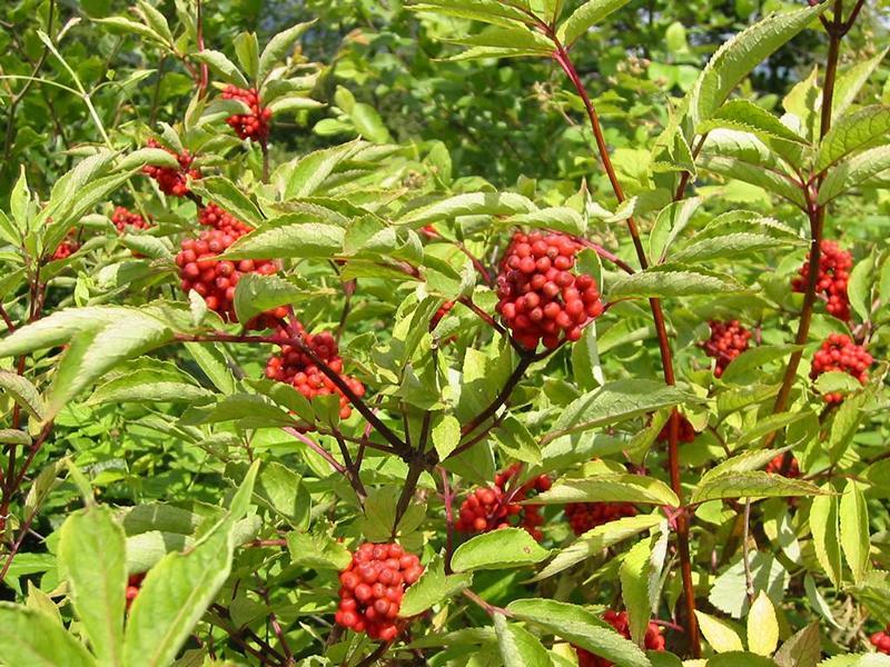 Erscheinungsbild: bis 4 m hoher Wildstrauch mit überhängenden Zweigen, nur ausnahmsweise baumartig; sommergrüne, gefiederte Blätter; Zweige mit rot-braunem Mark
Blüte: gelbliche, 5-8 cm lange, traubenförmige Blütenrispen; blüht April-Mai
Frucht: rote, fleischige Steinfrüchte mit herbem Aroma; Juni-August
Standortansprüche: Halbschatten- bis Lichtpflanze; bevorzugt frische, nährstoffreiche, kalkarme, lockere Lehmböden (auch steinig)
Pflanzorte im Garten: in Wildhecken und Strauchgruppen, als Einzelstrauch, im Unterstand von Baumgruppen; durch weitstreichendes Wurzelwerk gut geeignet zur Böschungs- und Hangbefestigung
Wert für Tiere: Blätter: Raupennahrung; Blüten: Pollen für Fliegen und Käfer, Früchte: Nahrung für Vögel und Säugetiere; Schmetterlinge, Fliegen, Käfer als Nahrung für Fledermäuse