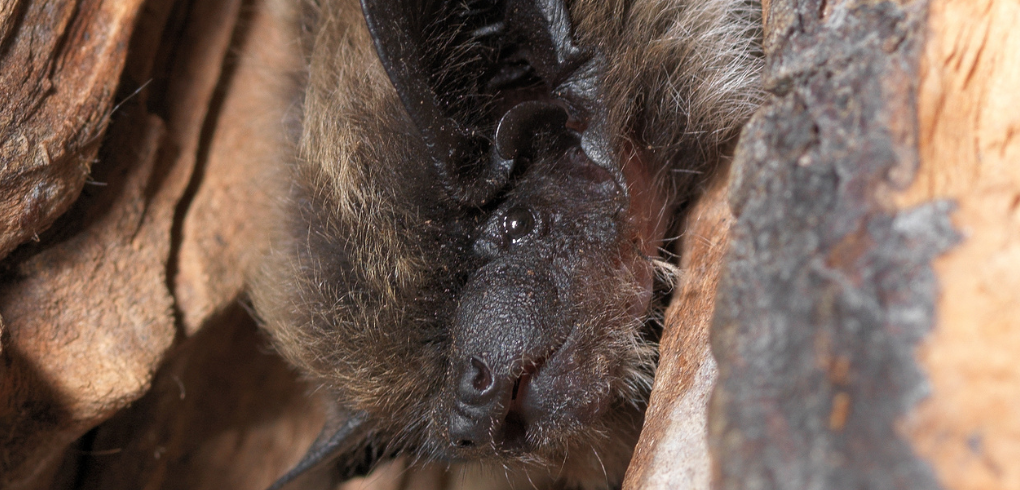 Alpenfledermaus