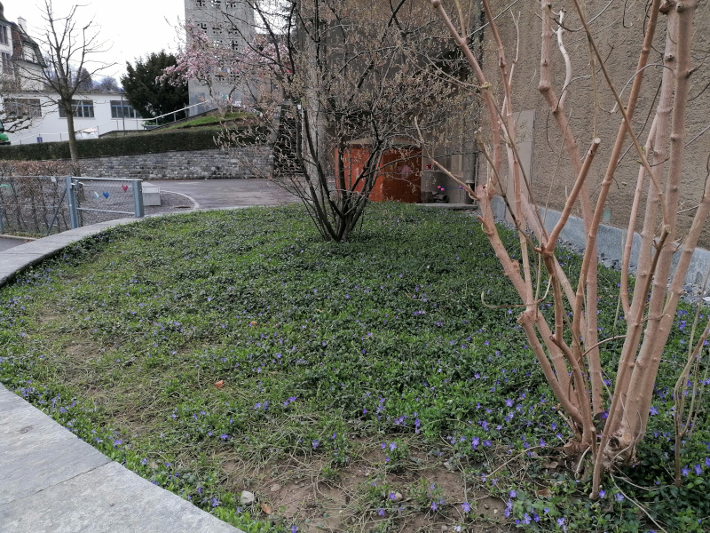 Pflanzenbeet vor der Aufwertung:  Gartenpflanzen, kleine Artenvielfalt