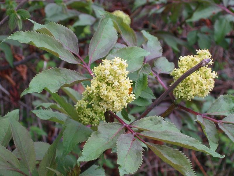 Erscheinungsbild: bis 4 m hoher Wildstrauch mit überhängenden Zweigen, nur ausnahmsweise baumartig; sommergrüne, gefiederte Blätter; Zweige mit rot-braunem Mark
Blüte: gelbliche, 5-8 cm lange, traubenförmige Blütenrispen; blüht April-Mai
Frucht: rote, fleischige Steinfrüchte mit herbem Aroma; Juni-August
Standortansprüche: Halbschatten- bis Lichtpflanze; bevorzugt frische, nährstoffreiche, kalkarme, lockere Lehmböden (auch steinig)
Pflanzorte im Garten: in Wildhecken und Strauchgruppen, als Einzelstrauch, im Unterstand von Baumgruppen; durch weitstreichendes Wurzelwerk gut geeignet zur Böschungs- und Hangbefestigung
Wert für Tiere: Blätter: Raupennahrung; Blüten: Pollen für Fliegen und Käfer, Früchte: Nahrung für Vögel und Säugetiere; Schmetterlinge, Fliegen, Käfer als Nahrung für Fledermäuse
