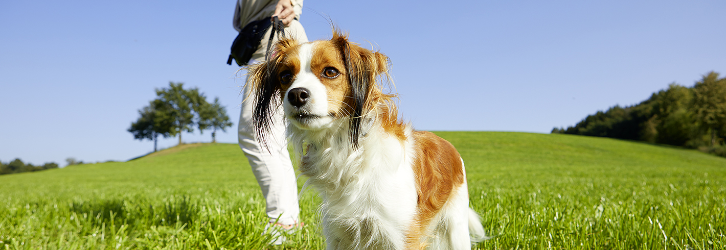 Informationen für Hundehalter