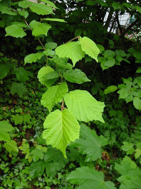 Erscheinungsbild: bis 6 m hoher, breit aufrecht wachsender, sommergrüner Wildstrauch, seltener bis 9 m hoher Baum
Blüte: männliche Blüten bis fingerlange, walzige, grünliche, stark staubende Kätzchen, weibliche Blüten unscheinbar; Februar-April
Frucht: Haselnüsse zuerst bleichgrün, reif hell- bis rostbraun; August-Oktober
Standortansprüche: besiedelt ein weites Standortspektrum; Licht- bis Halbschattenpflanze; bevorzugt frische nährstoff- und basenreiche, humose Lehmböden, kommt aber auch auf Steinböden vor; ist sehr schattenverträglich
Pflanzorte im Garten: in Wildhecken und Strauchgruppen, als Einzelstrauch, im Unterstand von Baumgruppen; gut geeignet zur Böschungs- und Hangbefestigung; als sehr konkurrenzkräftige und sich leicht spontan ansiedelnde Art eher zurückhaltend pflanzen
Wert für Tiere: Blüten: Nektar für Wildbienen; Blätter: Nahrung für Käfer, Raupen; junge Triebe: Nahrung für Käfer; Früchte: Nahrung für Käfer, Vögel, Säugetiere
