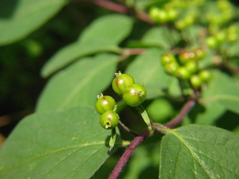 Erscheinungsbild: bis 3 m hoher, breiter Wildstrauch, von Grund aus reichverzweigt, früh austreibende, sommergrüne Blätter
Blüte: kleine, gelblichweisse-rötliche Blütenpaare an den Achseln der Laubblätter; blüht April-Mai
Frucht: scharlachrote Beeren, paarweise dicht zusammenstehend oder am Grund verwachsen; Juni-Juli
Standortansprüche: Schatten- bis Halbschattenpflanze; bevorzugt frische, nährstoff- und basen- reiche, tiefgründige Lehmböden (kalkhaltig); sehr frost-hart, erträgt Schatten gut
Pflanzorte im Garten: in eher schattigen Wildhecken und Strauchgruppen, als Einzelstrauch; sehr gut im Unterstand von Baumgruppen möglich; auch für grössere Balkonkübel sowie Schnitt- und Blockhecken geeignet
Wert für Tiere: Blätter: Raupennahrung; Blüte: Nektar für Schmetterlinge; Beeren für Vögel und Säugetiere; Schmetterlinge als Nahrung für Fledermäuse