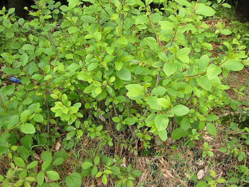 Erscheinungsbild: zumeist 3-7 m hoher, aufrechter Wildstrauch mit besenförmig schlanker Krone; sommergrüne Blätter; frische Rinde riecht faul (Name!)
Blüte: weissliche Blütenbüschel; Mai-Juni; süsslich-bitter
Frucht: zuerst grüne, dann rote, dann reife, schwarze, beerenähnliche Steinfrüchte; August-September; alle Reifestadien nebeneinander vorhanden
Standortansprüche: anspruchslose Art; Licht- bis Halbschattenpflanze; erträgt staufeuchte bis nasse, nährstoffarme Standorte, gedeiht aber auch noch auf sehr trockenen Böden; unempfindlich gegenüber Überschwemmung
Pflanzorte im Garten: in Wildhecken und Strauchgruppen, als Einzelstrauch; am Ufer von Gartenweihern; aufgrund Giftigkeit nicht für Kinderspielplätze (u.ä. Orte) geeignet
Wert für Tiere: Blätter: Raupennahrung; Blüte: Nektar für Wildbienen, Fliegen, Schmetterlinge; Früchte: Vögel und Säugetiere