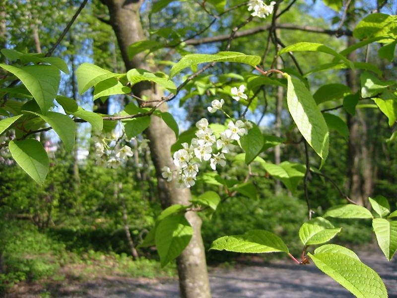 Erscheinungsbild: 5-18 m hoher, schmalkroniger, dicht belaubter Baum oder grosser Strauch; sommergrüne Blätter mit roter oder gelber Herbstfärbung; Weichholz; wird 60-80 Jahre alt
Blüte: hängende, lange, weisse Blütentrauben; intensiv nach Honig duftend; blüht April-Mai
Frucht: rotschwarze Steinfrüchte (kirschenartiges Wildobst); stark riechend; Juli-August
Standortansprüche: Halbschattenpflanze; bevorzugt frische bis nasse, nährstoff- und basenreiche Lehmböden; erträgt kurzzeitige Überschwemmungen, empfindlich auf Bodenverdichtungen.
Pflanzorte im Garten: in Wildhecken und Strauchgruppen (z.B. als "Überhälter"), als Einzelstrauch oder -baum; am Ufer von Gartenweihern; gut geeignet zur Böschungs- und Hangbefestigung; aufgrund Giftigkeit nicht für Kinderspielplätze (u.ä. Orte) geeignet
Wert für Tiere: Blüten: Nektar für Wildbienen, Fliegen; Blätter: Raupennahrung; Rinde: Nahrung für Käferlarven; Früchte für Vögel