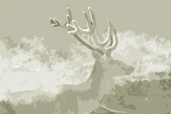 Hirsch