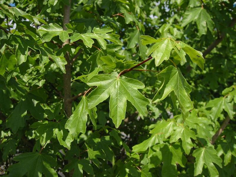 Erscheinungsbild: 10-15 m hoher, langsam wachsender kleiner Baum oder sparriger, mehrstämmiger Wildstrauch mit rundlicher Krone; junge Zweige mit auffälligen Flügelleisten; sommergrüne Blätter mit intensiver gelber oder roter Herbstfärbung
Blüte: unscheinbare, grünliche Blütenstände; blüht im Mai
Frucht: zweifächrige Spaltfrüchte mit grünen "Propellern" (Flügelnuss); typischer Schraubenflieger (Hubschrauberprinzip); Drehbewegung beginnt nach etwa 30 cm Fall; September-Oktober
Standortansprüche: wärmebedürftige Art; Licht- bis Halbschattenpflanze; bevorzugt mässig trockene bis frische, lockere, basen- und kalkreiche Lehmböden; frostempfindliche Art!
Pflanzorte im Garten: in Wildhecken und Strauchgruppen (auch als "Überhälter"), als Einzelstrauch oder -baum; als Alleebaum; in Schnitthecken
Wert für Tiere: Blüte: Nektar für Wildbienen; Wildbienen als Nahrung für Fledermäuse