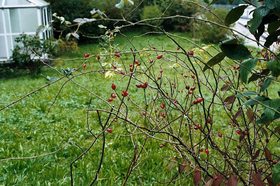 Erscheinungsbild: schnell wachsender, schlanker Wildstrauch, zumeist mit niederliegenden, kriechenden oder hochklimmenden, bis 3 m langen, grünen Trieben und Ästen; wenige, kleine Stacheln
Blüte: grosse, weisse Einzelblüten; blüht Juni-Juli
Frucht: rote Einzelfrüchte (Hagebutten); August-Oktober
Standortansprüche: etwas wärmeliebende Art; bevorzugt sonnige bis halbschattige Standorte mit frischen, basenreichen Lehmböden
Pflanzorte im Garten: in Wildhecken und Strauchgruppen (am Rand); entlang von Zäunen und an Rankgerüsten; auch für grössere Pflanzkübel geeignet
Wert für Tiere: Blätter: Raupennahrung, Baumaterial für Wildbienen-Brutzellen; Blüten: Pollen für Käfer, Wildbienen; Früchte: Nahrung für Vögel, Säugetiere; Käfer und Wildbienen als Nahrung für Fledermäuse und Vögel