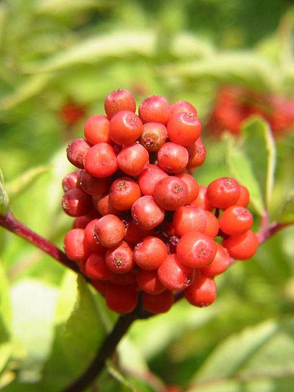 Erscheinungsbild: bis 4 m hoher Wildstrauch mit überhängenden Zweigen, nur ausnahmsweise baumartig; sommergrüne, gefiederte Blätter; Zweige mit rot-braunem Mark
Blüte: gelbliche, 5-8 cm lange, traubenförmige Blütenrispen; blüht April-Mai
Frucht: rote, fleischige Steinfrüchte mit herbem Aroma; Juni-August
Standortansprüche: Halbschatten- bis Lichtpflanze; bevorzugt frische, nährstoffreiche, kalkarme, lockere Lehmböden (auch steinig)
Pflanzorte im Garten: in Wildhecken und Strauchgruppen, als Einzelstrauch, im Unterstand von Baumgruppen; durch weitstreichendes Wurzelwerk gut geeignet zur Böschungs- und Hangbefestigung
Wert für Tiere: Blätter: Raupennahrung; Blüten: Pollen für Fliegen und Käfer, Früchte: Nahrung für Vögel und Säugetiere; Schmetterlinge, Fliegen, Käfer als Nahrung für Fledermäuse