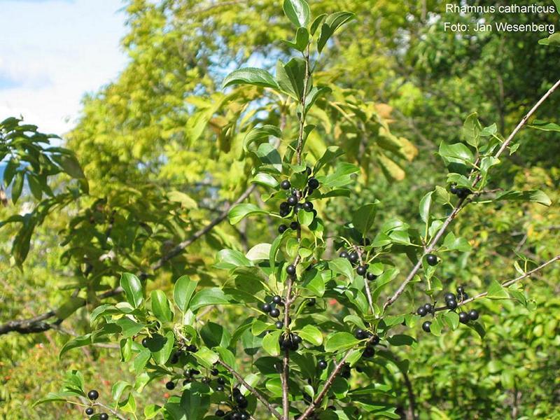 Erscheinungsbild: bis 6 m hoher, langsam wachsender, sparriger Wildstrauch mit Sprossdornen
Blüte: kleine, gelbgrüne Einzelblüten; blüht im Mai
Frucht: schwarze, beerenartige Steinfrüchte; September-November; Früchte schmecken zuerst süss, danach allerdings nachhaltig bitter
Standortansprüche: wärme- und lichtbedürftige Art; bevorzugt mässig trockene Standorte mit basenreichen Lehm- und Steinböden (flachgründig); erträgt Hitze und Sommertrockenheit
Pflanzorte im Garten: in Wildhecken und Strauchgruppen, als Einzelstrauch; als Pionierstrauch und Tiefwurzler (auch Wurzelbrut) zur Böschungsfestigung gut geeignet; aufgrund Giftigkeit nicht für Kinderspielplätze (u.ä. Orte) geeignet; als im Naturraum seltene Art sollte der Kreuzdorn nur sehr zurückhaltend gepflanzt werden
Wert für Tiere: Blätter: Raupennahrung; Blüten: Nektar für Fliegen, Schmetter-linge; Früchte: Vögel und Säugetiere