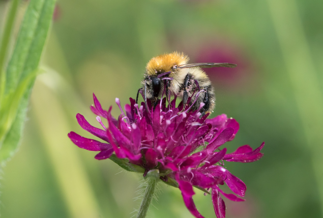 Die zu den Wildbienen gehörende Ackerhummel ist eine von rund 40 Hummelarten in der Schweiz. (Hartmut Schönfeld / stadtwildtiere.ch)