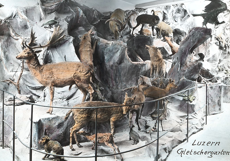 Die Tierpräparate waren bis 1898 von Samuel Stauffer in seinem Museum am Löwenplatz, dem heutigen Restaurant Old Swiss House, gezeigt und danach dem Gletschergarten verkauft worden.