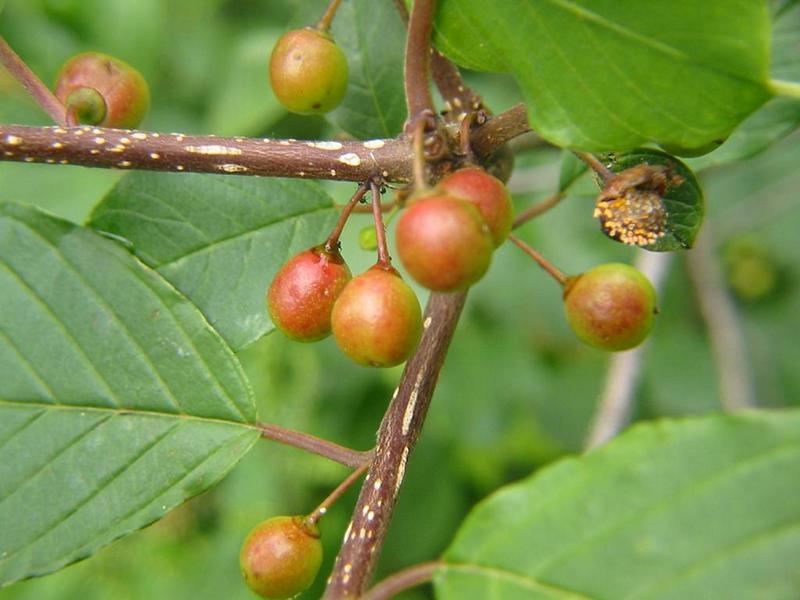 Erscheinungsbild: zumeist 3-7 m hoher, aufrechter Wildstrauch mit besenförmig schlanker Krone; sommergrüne Blätter; frische Rinde riecht faul (Name!)
Blüte: weissliche Blütenbüschel; Mai-Juni; süsslich-bitter
Frucht: zuerst grüne, dann rote, dann reife, schwarze, beerenähnliche Steinfrüchte; August-September; alle Reifestadien nebeneinander vorhanden
Standortansprüche: anspruchslose Art; Licht- bis Halbschattenpflanze; erträgt staufeuchte bis nasse, nährstoffarme Standorte, gedeiht aber auch noch auf sehr trockenen Böden; unempfindlich gegenüber Überschwemmung
Pflanzorte im Garten: in Wildhecken und Strauchgruppen, als Einzelstrauch; am Ufer von Gartenweihern; aufgrund Giftigkeit nicht für Kinderspielplätze (u.ä. Orte) geeignet
Wert für Tiere: Blätter: Raupennahrung; Blüte: Nektar für Wildbienen, Fliegen, Schmetterlinge; Früchte: Vögel und Säugetiere