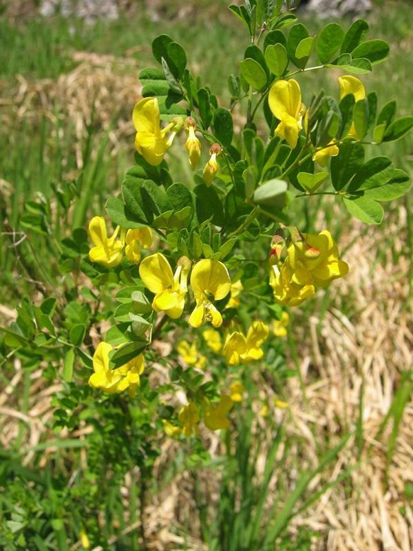 Erscheinungsbild: 1-2 m hoher, mittelschnell wachsender, buschiger Strauch mit überhängenden, grünen, kantigen Zweigen
Blüte: hellgelbe Blüten mit feinen braunen Streifen; blüht April-Juni
Frucht: braune, rundliche Hülsen mit dunkelbraunen oder schwarzen Samen; August-Oktober
Giftigkeit: Früchte ungeniessbar
Standortansprüche: stammt ursprünglich aus Südeuropa; wärmeliebende Licht- bis Halbschattenpflanze; geeignet für trockene, steinige Standorte, bevorzugt kalkreiche, humose Böden; etwas frostempfindlich
Pflanzorte im Garten: in sonnigen Wildhecken und Strauchgruppen (vor allem am Rand), als Einzelstrauch; auch für grössere Pflanzkübel geeignet
Wert für Tiere: Blüten: Pollen und Nektar für Wildbienen, Hummeln
