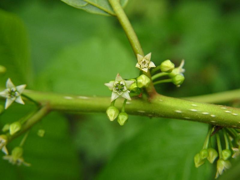 Erscheinungsbild: zumeist 3-7 m hoher, aufrechter Wildstrauch mit besenförmig schlanker Krone; sommergrüne Blätter; frische Rinde riecht faul (Name!)
Blüte: weissliche Blütenbüschel; Mai-Juni; süsslich-bitter
Frucht: zuerst grüne, dann rote, dann reife, schwarze, beerenähnliche Steinfrüchte; August-September; alle Reifestadien nebeneinander vorhanden
Standortansprüche: anspruchslose Art; Licht- bis Halbschattenpflanze; erträgt staufeuchte bis nasse, nährstoffarme Standorte, gedeiht aber auch noch auf sehr trockenen Böden; unempfindlich gegenüber Überschwemmung
Pflanzorte im Garten: in Wildhecken und Strauchgruppen, als Einzelstrauch; am Ufer von Gartenweihern; aufgrund Giftigkeit nicht für Kinderspielplätze (u.ä. Orte) geeignet
Wert für Tiere: Blätter: Raupennahrung; Blüte: Nektar für Wildbienen, Fliegen, Schmetterlinge; Früchte: Vögel und Säugetiere