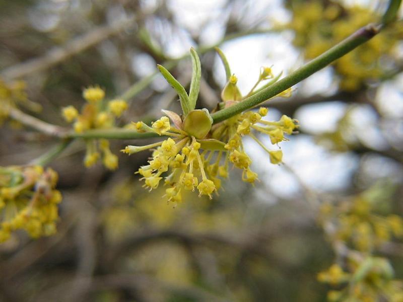 Erscheinungsbild: bis 6 m hoher, locker verzweigter Wildstrauch oder kleiner Baum
Blüte: kleine, gelbe, vor den Blättern erscheinende Blütenstände; blüht Februar-April
Frucht: kirschenähnliche (Name!), rote, fleischige Steinfrucht; August-September
Standortansprüche: wärmeliebende Art; Licht- bis Halbschattenpflanze; bevorzugt mässig trockene bis frische, nährstoff- und basenreiche, lockere Lehmböden
Pflanzorte im Garten: in Wildhecken und Strauchgruppen, als Einzelstrauch oder -baum; auch für grössere Pflanzkübel und Schnitthecken geeignet; durch Wurzelausläufer zur Böschungs- und Hangbefestigung verwendbar
Wert für Tiere: Blätter und Triebe: Nahrung für Säugetiere; Blüten Nektar und Pollen für Wildbienen; Früchte: Nahrung für Vögel, Säugetiere