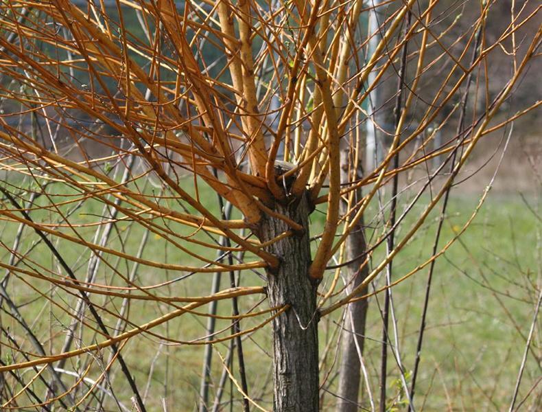 Erscheinungsbild: 4-10 m hoher, schnellwachsender Strauch oder kleiner Baum mit schlanken, geraden, bis 2 m langen Zweigen; schmale, lanzettförmige, bis 10 cm lange Blätter
Blüte: männliche Kätzchen mit silberweissen Haaren; weibliche Kätzchen: länglich, grün
Frucht: kleine Fruchtkapseln
Giftigkeit: Früchte ungeniessbar
Standortansprüche: Lichtpflanze; als Auenpflanze an wechselnde Feuchte an-gepasst; bevorzugt kalkhaltige, nährstoffreiche Böden; erträgt kurzzeitige Überschwemmungen
Pflanzorte im Garten: in Wildhecken und Strauchgruppen, als Einzelstrauch; an feuchten Stellen und an Gartenweihern; gut geeignet zur Böschungs- und Hangbefestigung; geeignet für Flechtwerke und als Kopfweiden
Wert für Tiere: Saft: Nahrung für Käfer; Blätter: Nahrung für Käfer, Raupen; Kätzchen: erste und wichtige Nahrung im Jahr für Wildbienen, Hummeln; Holz: Entwicklungsort für Käferlarven; gute Deckungspflanze für Wild