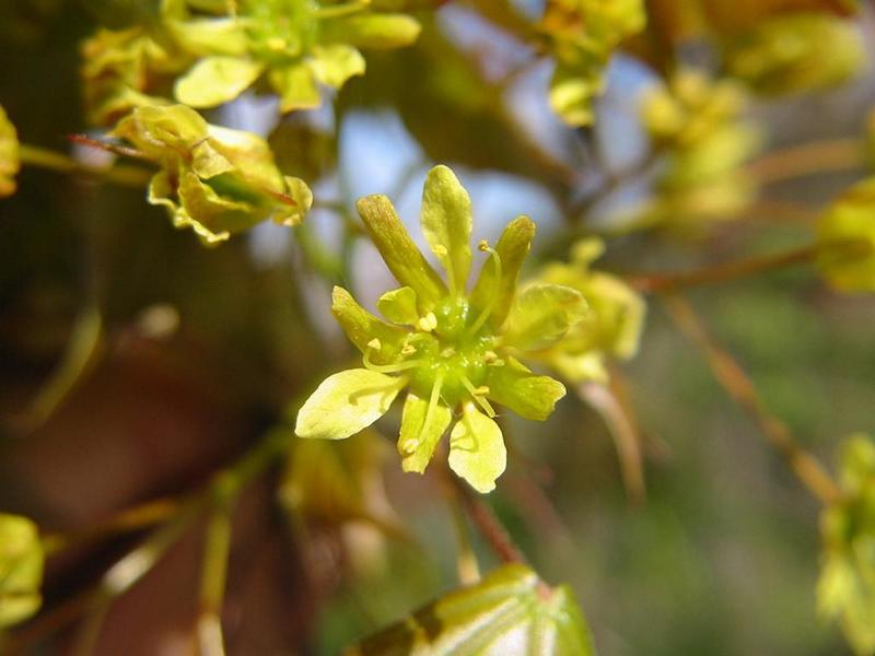 Erscheinungsbild: 10-15 m hoher, langsam wachsender kleiner Baum oder sparriger, mehrstämmiger Wildstrauch mit rundlicher Krone; junge Zweige mit auffälligen Flügelleisten; sommergrüne Blätter mit intensiver gelber oder roter Herbstfärbung
Blüte: unscheinbare, grünliche Blütenstände; blüht im Mai
Frucht: zweifächrige Spaltfrüchte mit grünen "Propellern" (Flügelnuss); typischer Schraubenflieger (Hubschrauberprinzip); Drehbewegung beginnt nach etwa 30 cm Fall; September-Oktober
Standortansprüche: wärmebedürftige Art; Licht- bis Halbschattenpflanze; bevorzugt mässig trockene bis frische, lockere, basen- und kalkreiche Lehmböden; frostempfindliche Art!
Pflanzorte im Garten: in Wildhecken und Strauchgruppen (auch als "Überhälter"), als Einzelstrauch oder -baum; als Alleebaum; in Schnitthecken
Wert für Tiere: Blüte: Nektar für Wildbienen; Wildbienen als Nahrung für Fledermäuse