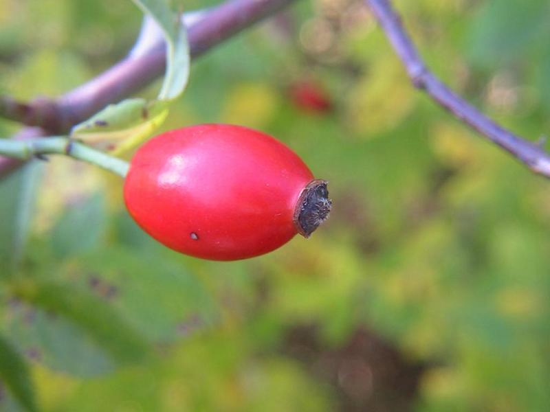 Erscheinungsbild: bis 3 m hoher, schnell wachsender, gedrungener bis ausladender oder hochklimmender Wildstrauch mit kräftigen Stacheln und bogenförmig überhängenden Zweigen
Blüte: grosse Blüten, einzeln oder zu mehreren, weiss bis hellrosa; blüht Juni-Juli
Frucht: rote Einzelfrüchte (Hagebutten); August-Oktober
Standortansprüche: wärmeliebende, lichtbedürftige Art, erträgt aber auch etwas Schatten; bevorzugt frische bis mässig trockene Standorte mit basen- und kalkreichen Lehm- und Sandböden
Pflanzorte im Garten: in Wildhecken und Strauchgruppen, an Zäunen und Rankgerüsten, für grössere Pflanzkübel geeignet; als Pionierstrauch und Tiefwurzler mit weitreichenden Seitenwurzeln zur Böschungsfestigung gut geeignet
Wert für Tiere: Blätter: Raupennahrung, Baumaterial für Wildbienen-Brutzellen; Blüten: Pollen für Käfer, Wildbienen; Früchte: Nahrung für Vögel, Säugetiere; Käfer und Wildbienen als Nahrung für Fledermäuse und Vögel