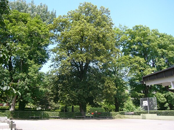 Linde im Marolanipark