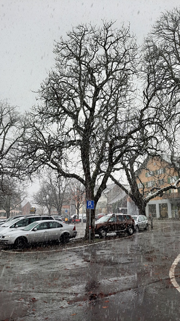 Bild Rosskastanie