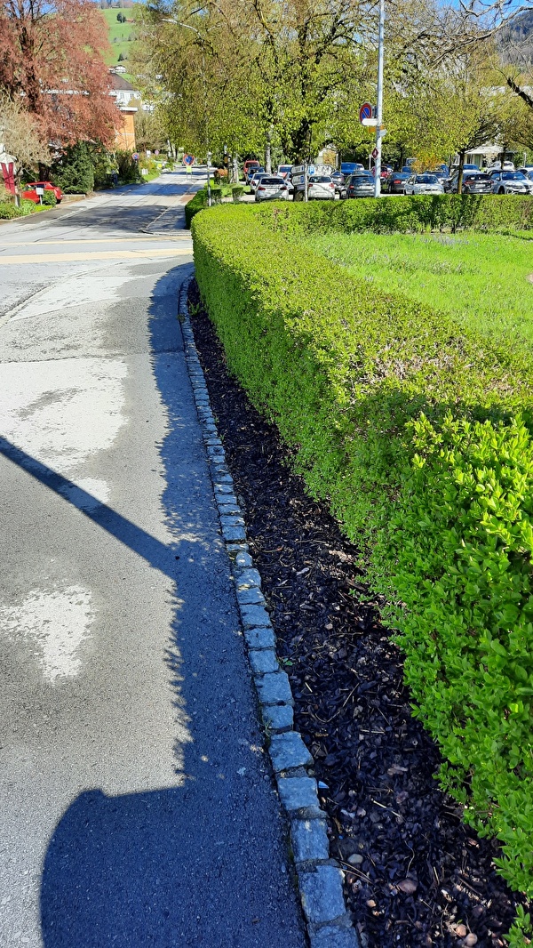 Freie Sicht: Die zurückgeschnittene Hecke ermöglicht die Verkehrsteilneh-mende die Strasse gut zu überblicken.