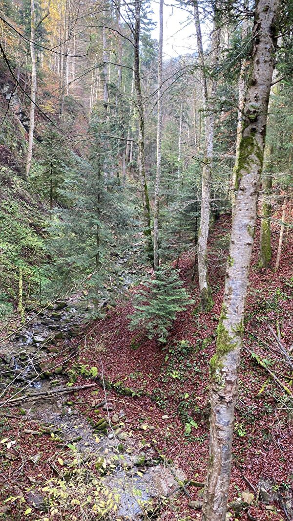 Hochwasserschutz: Der Schutzwald im Brendentobel oberhalb Altstätten.