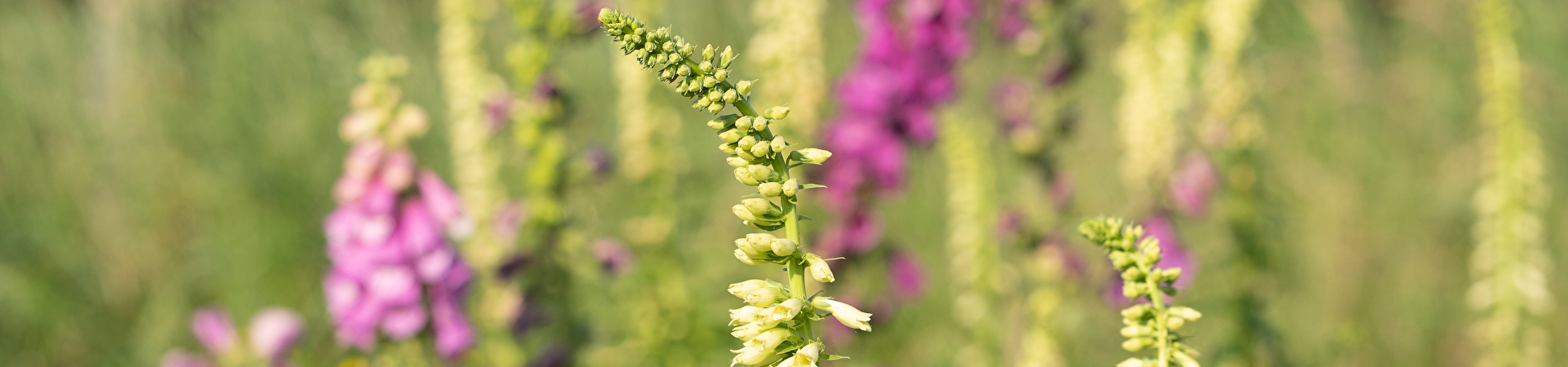 Biodiversität