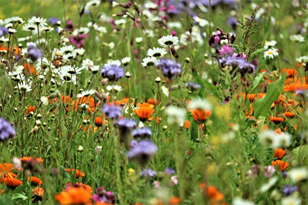 Biodiversität