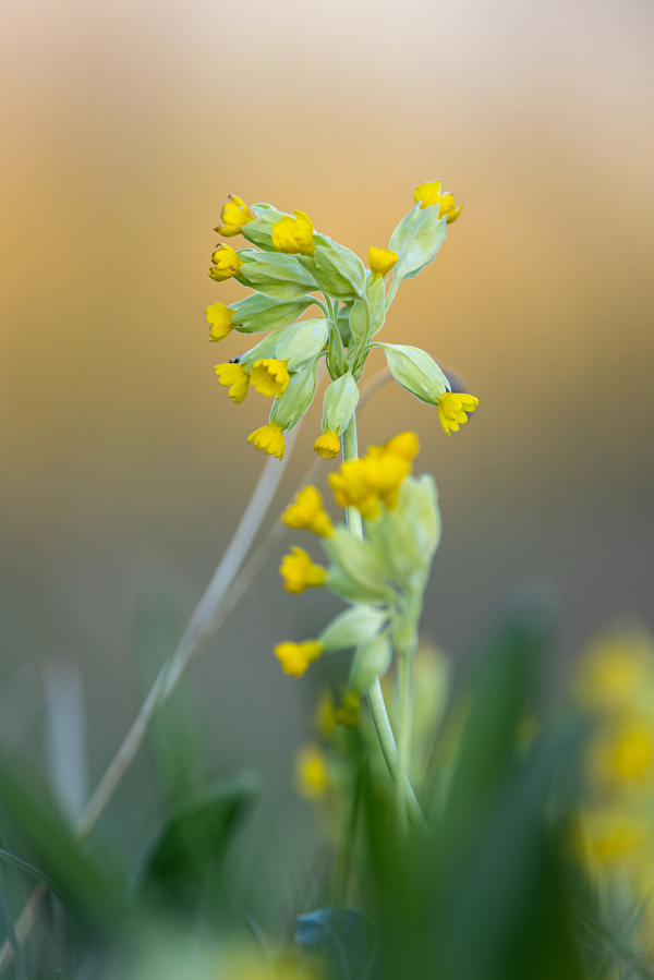 Die Frühlings-Schlüsselblume gehört zu den Frühblühern. Ihre gelben Blüten bilden im Frühjahr eine wichtige Nahrungsquelle für langrüsselige Insekten. Bild Dominc Frei