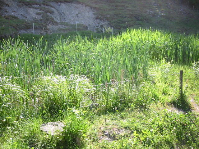 Weiher beim Naturfreundehaus