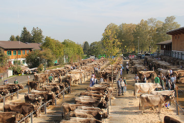 Viehschau