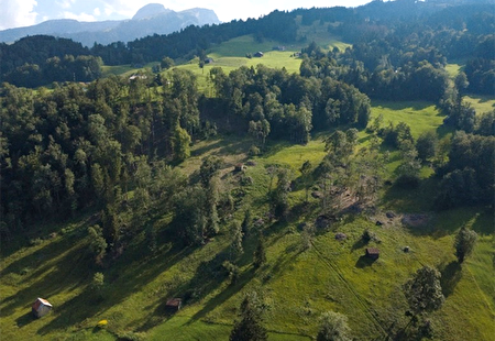 Waldrand-Auslichtung bei Moorflächen