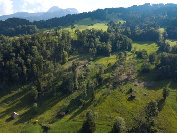 Waldrand-Auslichtung bei Moorflächen