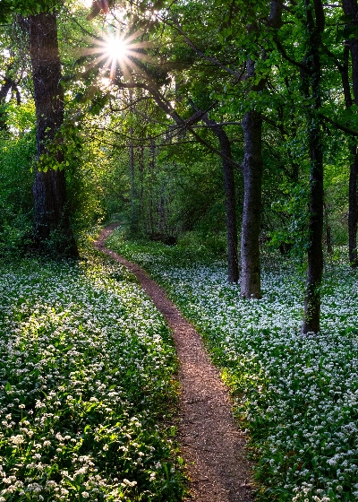 Natur Weg