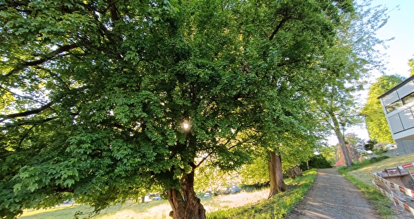 Meienhaldenstrasse