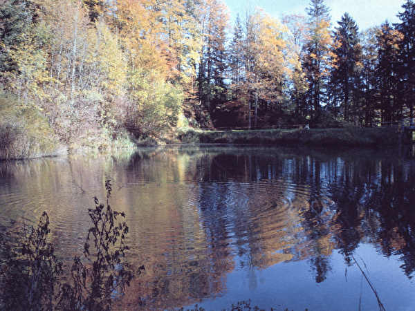 Blick auf Weiher im Herbst