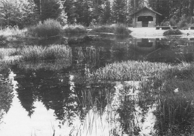 Aspisee