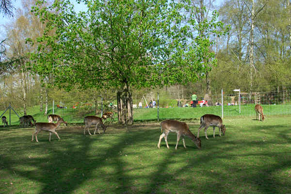 Das Bild zeigt eine Impression aus dem Tierpark Langenthal