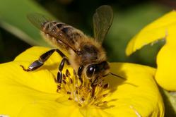 Insekten