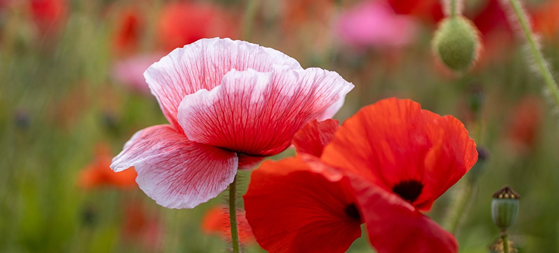 Blumen
