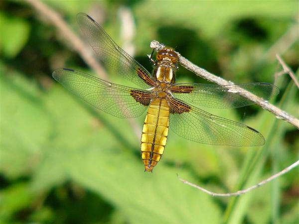 Blattbauchlibelle (Weibchen)
