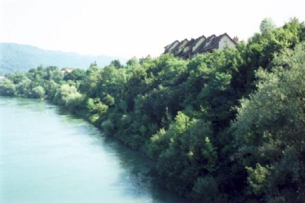Grünes Rheinufer in Stein.
