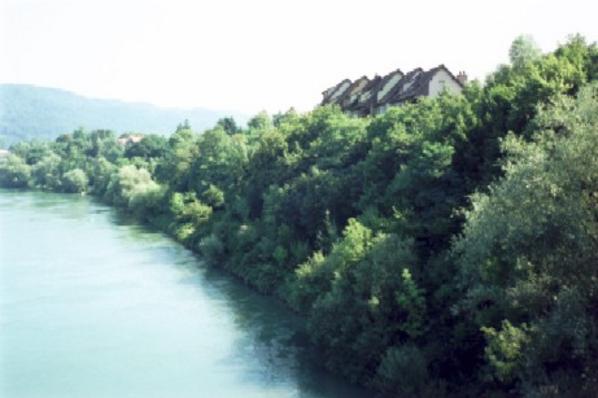 Grünes Rheinufer in Stein.
