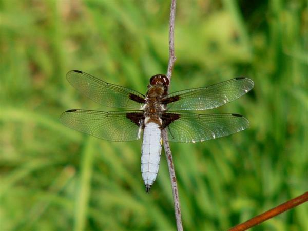 Blattbauchlibelle (Männchen)

