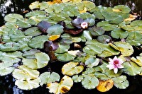 Naturschutzbiotope