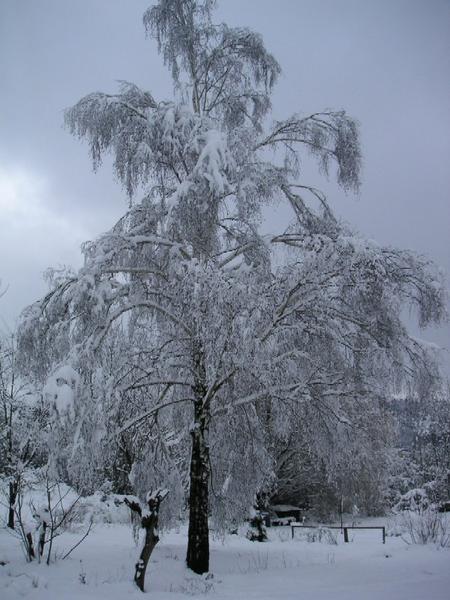 Der grosse Schnee im März 2006. Über 40 cm Schnee konnte in Stein gemessen werden (Fotograf: Hansueli Bühler).
