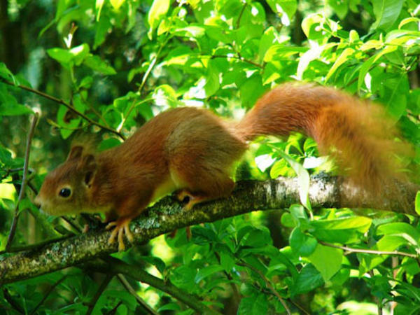 Dem Eichhörnchen gefällt es - sommerliche Eindrücke vom Steiner Naturschutzgebiet (2006).
Die Fotos wurden freundlicherweise von Markus Schuhmacher, Eiken, zur Verfügung gestellt.
